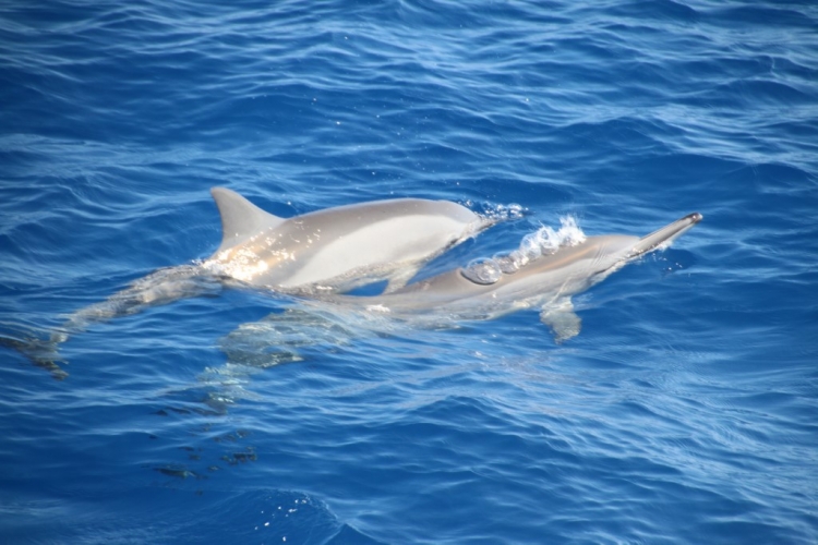 You are currently viewing On a fait un Safari Dauphins avec Le Grand Bleu à La Réunion